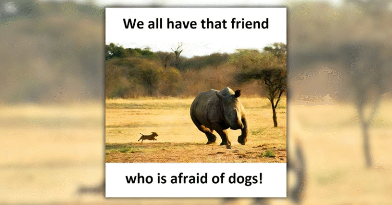 20 Doggo Memes for a Funny Distraction Before the Weekend