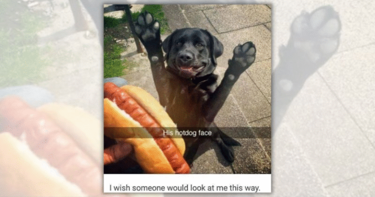 20 Adorable Dog Memes That’ll Cure Your Ruff Day with Laughter