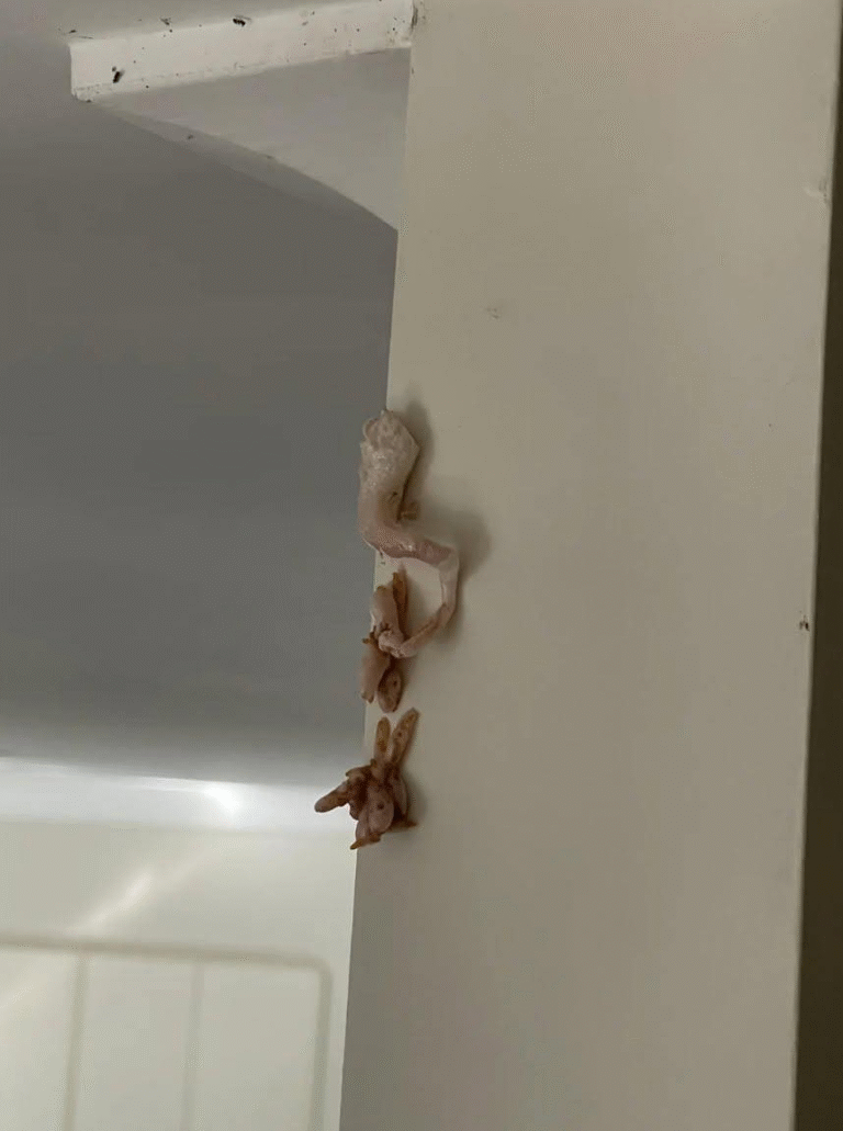 That Weird Pink Thing on My Wall: A Cautionary Tale