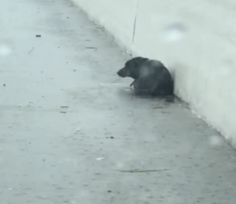 Auto DraftWoman Spots “Trash” on the Road—Then Realizes It’s a Shivering Puppy