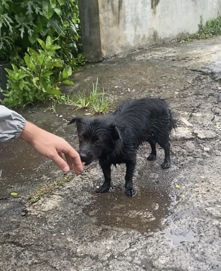 The Dog Who Changed Their Goodbye Into a New Beginning