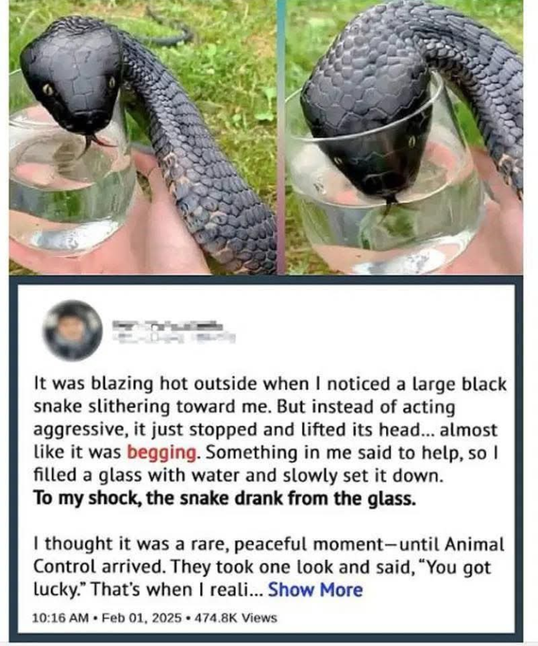 The Snake That Didn’t Slither Away