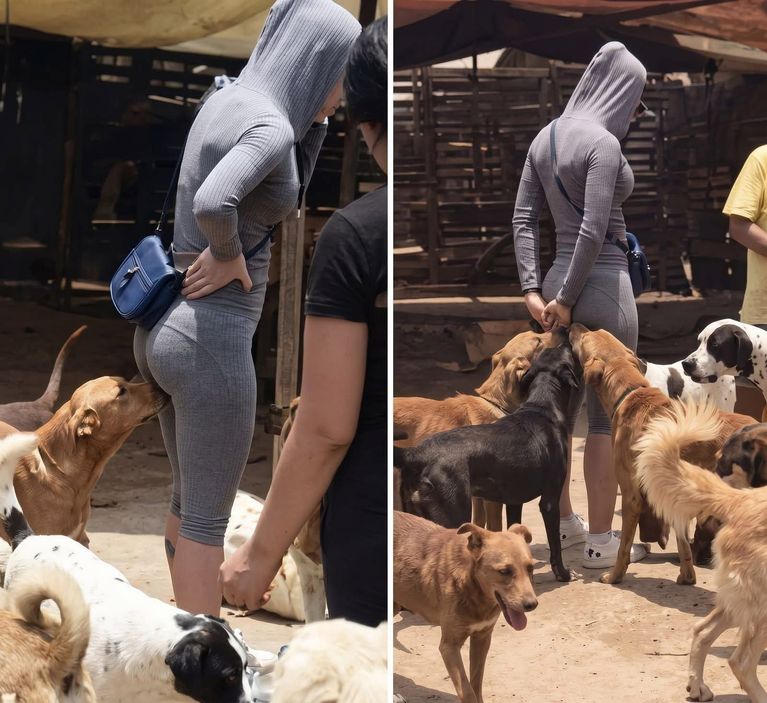 If your dog is sniffing your gen.ital area, it means yo…