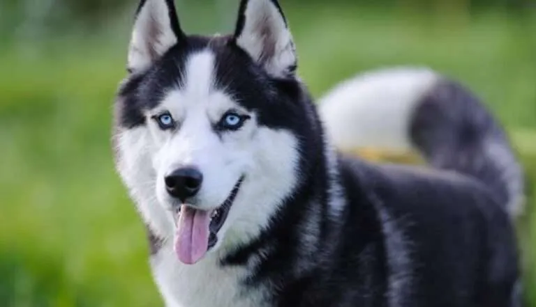 Why the Siberian Husky is the Best Dog Breed