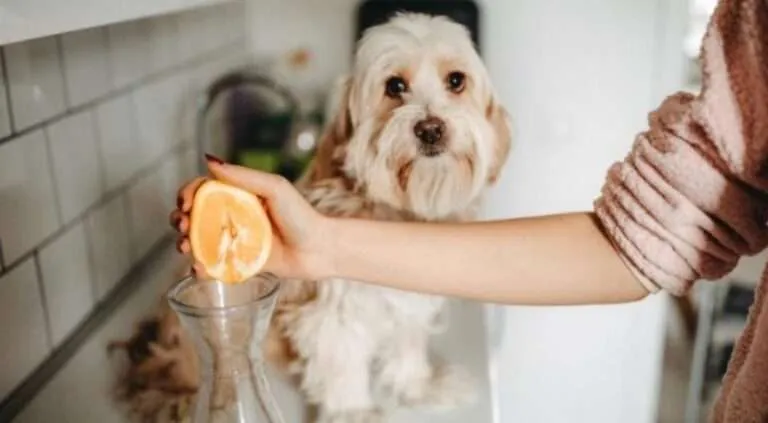 Can Dogs Eat Oranges? Exploring the Benefits and Risks
