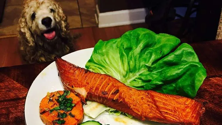 Can Dogs Eat Fish: Exploring the Benefits and Risks of Feeding Fish to Your Dogs