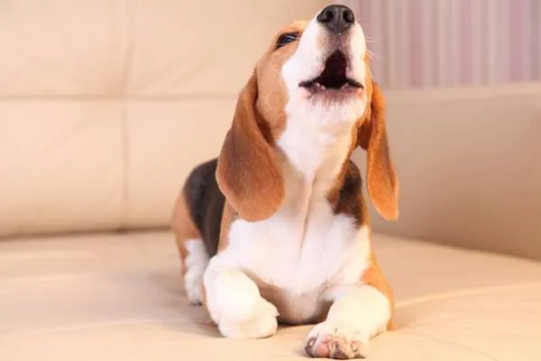 why do dogs howl? what does it means when dog howls?