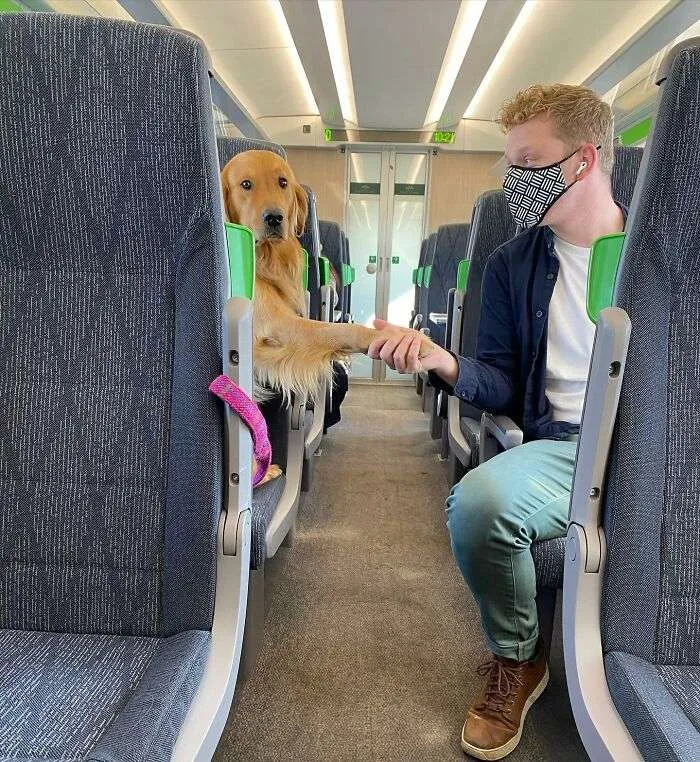 This Adorable Golden Retriever Enjoys Making New Friends On The Train