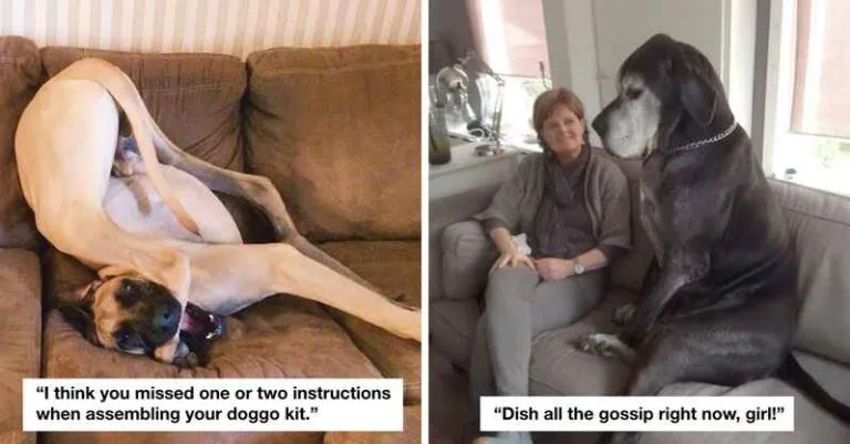 15 photos showing Great Danes as Giant Puppies