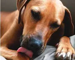 why do dogs lick their paws?