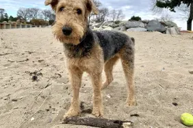 Facts and Adorable Pictures of Airedale Terrier Puppies