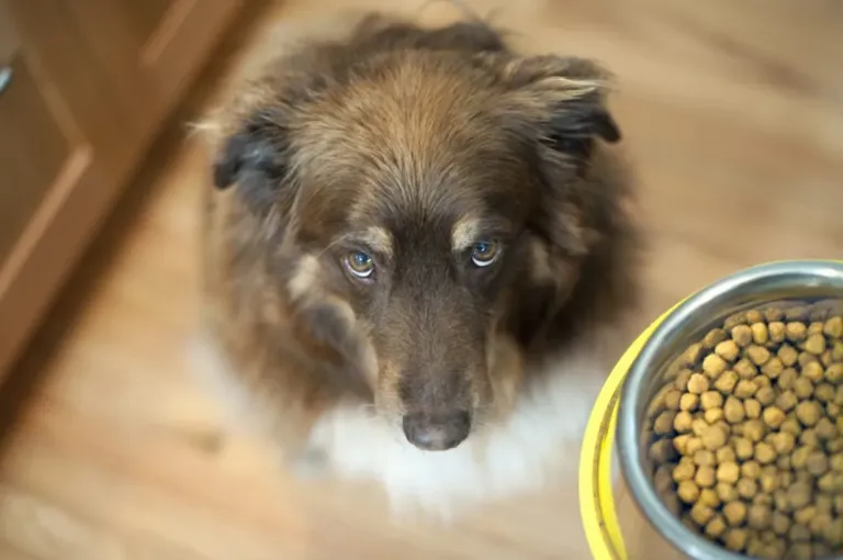 Is Generic Dog Food Truly Nutritious?
