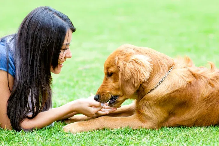 Dietary Supplements For Dogs: pros and cons