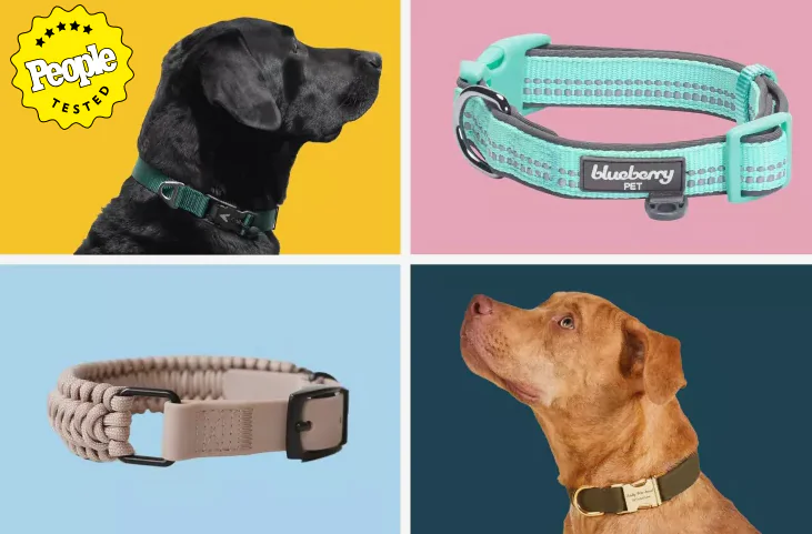Things to Consider When Buying Dog Collars