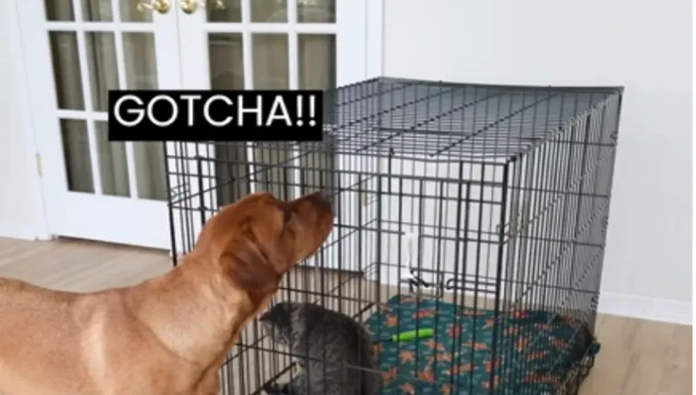 Check out: Owner Shows Dog How to Shut Cage Door, and the Outcome is Surprising!