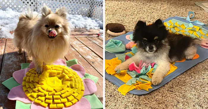 What is a Snuffle Mat for Dogs: Everything You Need to Know
