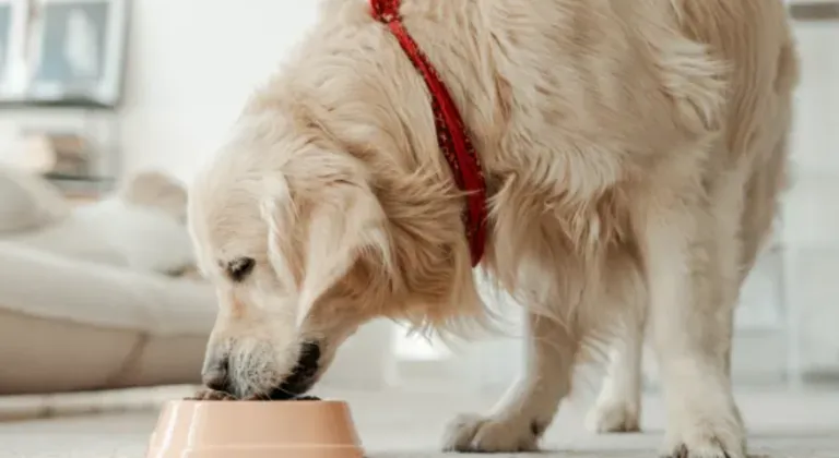 Golden Retriever Who Insists on Cheese with His Dinner Is a Real King