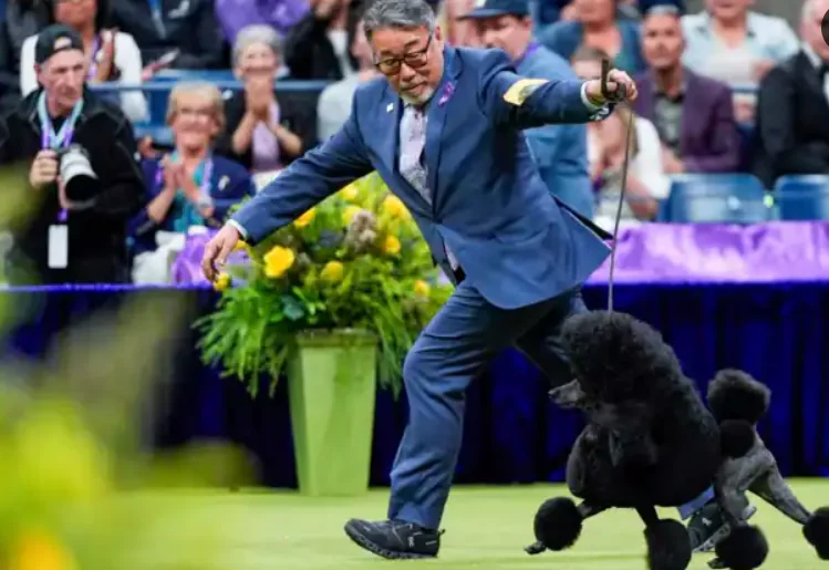 Miniature Poodle Takes Top Prize at Westminster Dog Show